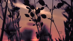 Eldar Mansurov,音樂短片 - Melody of Night