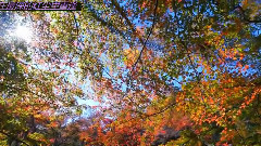 輕音樂 - 在最深的紅塵里重逢