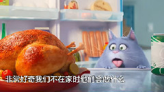 主人不在家 愛寵樂開趴