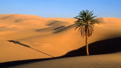 輕音樂,音樂短片 - Desert Rose