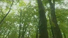 民樂群星,音樂短片 - 軍港之夜(葫蘆絲)