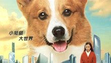 若即若離 電影《一條叫王子的狗》主題曲