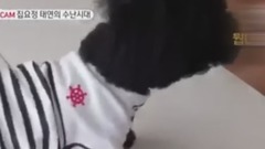 泰寶寶和澤哥小互動CUT一則