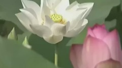 民樂群星,音樂短片 - 蓮花