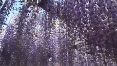 那時花開