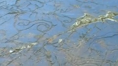民樂群星 - 騰飛的稱多