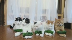 NG鏡頭的貓貓