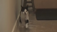 貓與氣球