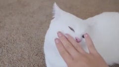 Munchkin Cat Gato マンチカンねこ 短足貓