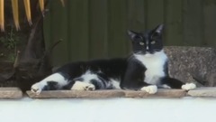 BBC紀錄片