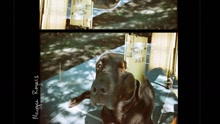 Dog Years 試聽版