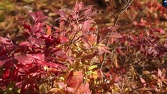 Yellow Leaves(黃色樹葉)