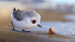Piper(鷸)