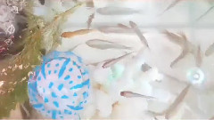 魚的記憶,也不會忘記蔣梓樂