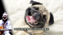  - 旺財到底是條什么狗從不跟著我