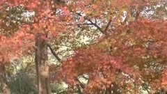 楓葉紅了