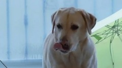 身邊人-導盲犬-這才是最親密的朋友