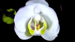 唯美花開