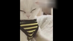 INS更新視頻一則