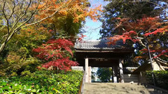 日本鐮倉円覚寺紅葉美景