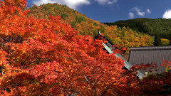 日本霊松寺紅葉美景