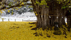 日本神戶大銀杏樹秋冬物語