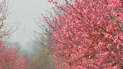 輕音樂 - 望春風