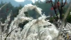 輕音樂 - 青瓦白墻戀徽州