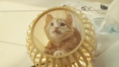 重力貓