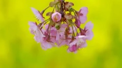 My Heart Will Go On  櫻花爛漫