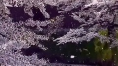 唯一色彩  唯美櫻花漫天飛舞