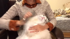 好看的布偶貓