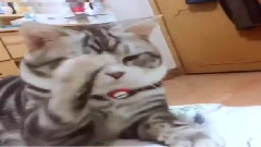 貓咪是大眾都很喜歡動物哦