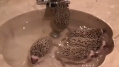 一窩小刺猬洗澡