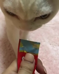 Sunny喂小塩吃東西