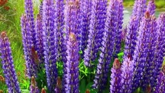 花開的如此美麗