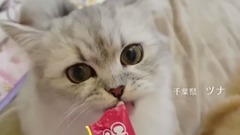 這魔性的CM,讓多少喵星人欲罷不能~