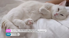 賴覺的喵星人