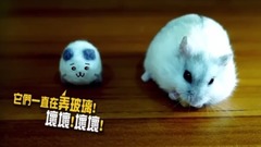 倉鼠人音樂鬧劇之釜山行