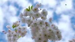音樂短片 - The Beauty Of Spring