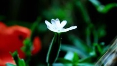 鄧文怡 - 春暖花開