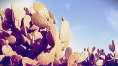 印度菲戈無花果