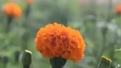 花兒美