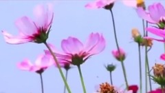 痛也沒關系