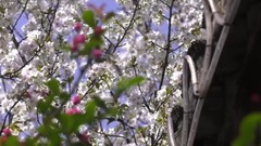 春風十里