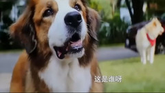 電影<一條狗的使命>CUT
