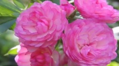 薔薇處處開