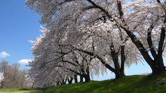 日本北信濃之春櫻吹雪