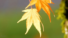 日本秋天的楓葉美景