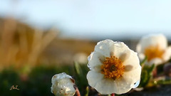春天的艷麗怡人景致